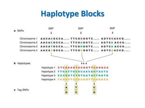 PPT - Topic #3 Linkage Disequilibrium, Haplotypes & Tagging PowerPoint ...