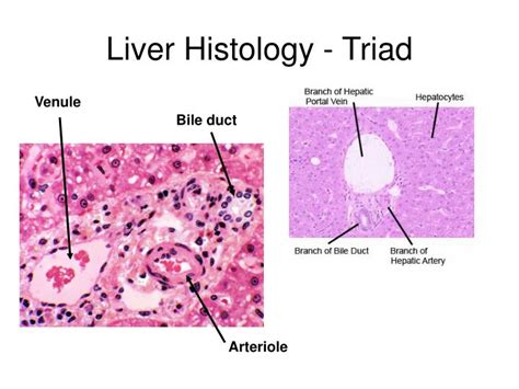 Portal Triad Histology Labeled