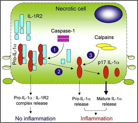 Interleukin-1 Receptor 2 Keeps the Lid on Interleukin-1α: Immunity