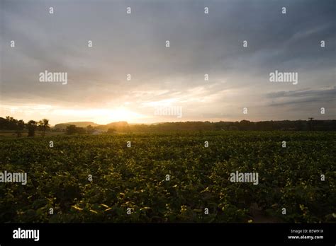 Farm field at sunset Stock Photo - Alamy