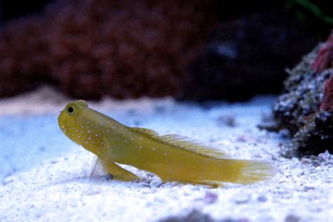 Yellow Watchman Goby For Sale (Cryptocentrus cinctus). TOP Care facts. Reefs4Less.com