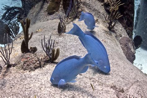 The Blue Parrotfish - Whats That Fish!