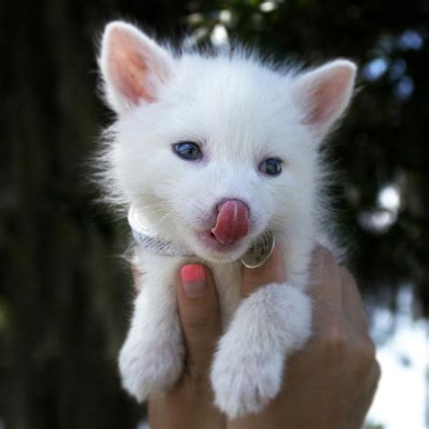 The Internet’s Cutest Snow-White Fox Is Growing Up