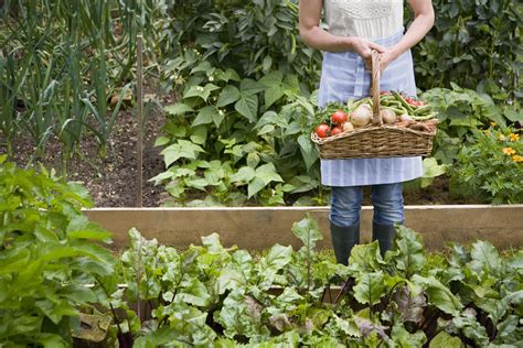 6 Things to Consider When Planning a Vegetable Garden