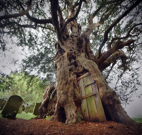 Symbolism Of Yew Tree - Life, Death And Resurrection