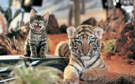 Tiger Cat, HD Animals, 4k Wallpapers, Images, Backgrounds, Photos and Pictures