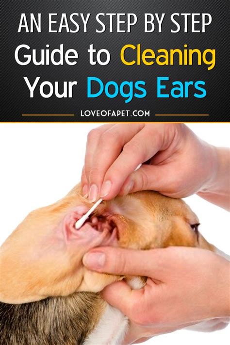 How to Clean Dog's Ears at Home: 5 Steps - Love Of A Pet | Dog ear, Dog ...