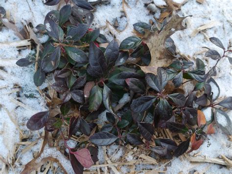 Wintergreen (Gaultheria procumbens) | Identify that Plant