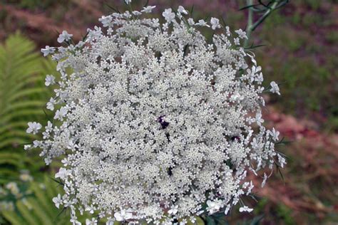 Roy Lukes: Queen Anne’s Lace and Wild Parsnip - Door County Pulse