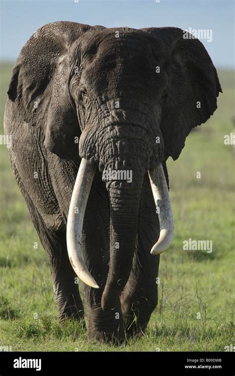 bull elephant with big tusks, walking towards Stock Photo - Alamy