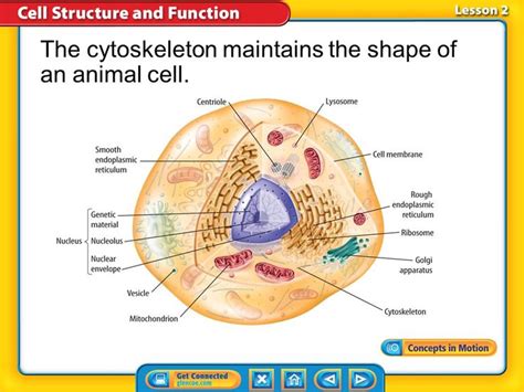 In an animal cell you have a cytoskeleton. The cytoskeleton forms the shape of the cell and ...