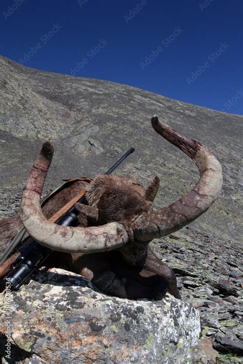 Trophy hunting Caucasian Tur and a hunting rifle with riflescope Stock Photo | Adobe Stock