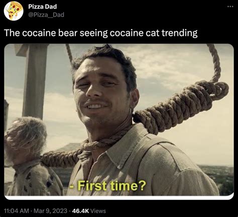 cocaine | Cocaine Cat | Know Your Meme