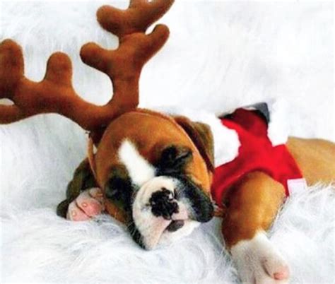 30 Of The Cutest Christmas Puppies On Earth [PICTURES] | Boxer dogs ...