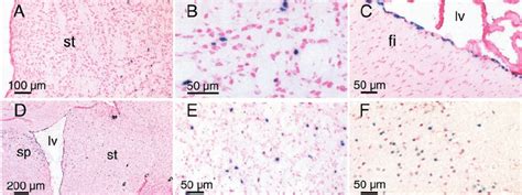 galactosidase histochemistry for transgene-positive cells after... | Download Scientific Diagram