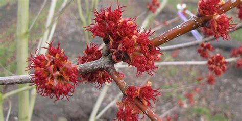 Red maple - flowering time, description, seasonal development and general distribution in Missouri