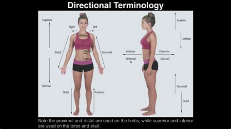 Directional Terms Anatomy - Anatomical Charts & Posters