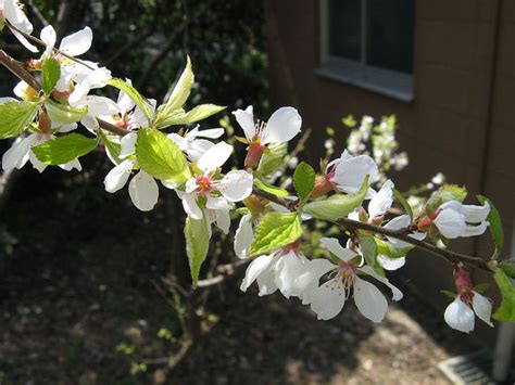 Ragouminier, Prunus tomentosa: planting, growing, care - TMH Garden