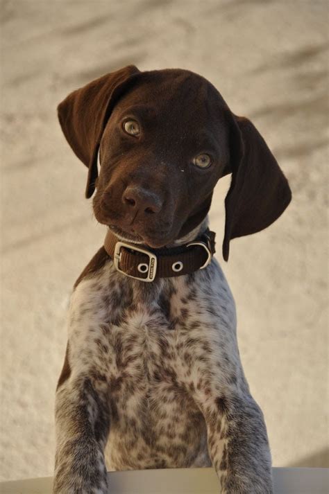 Hunting Season Ready — Hunting Dog Breeds | Gsp puppies, Puppies, Dog ...