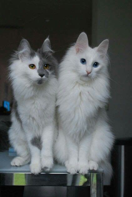 Beautiful Turkish Angoras ! | Angora cats, Turkish angora cat, Cat breeds