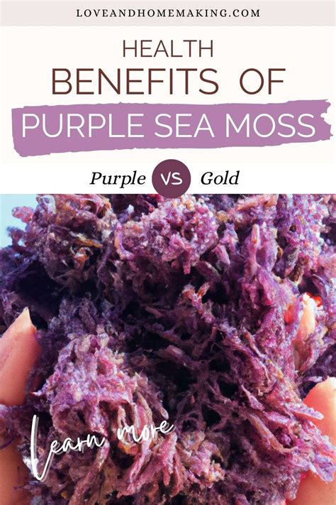 13 Purple Sea Moss Benefits (+ Gold vs Purple Comparison) - Love and Homemaking