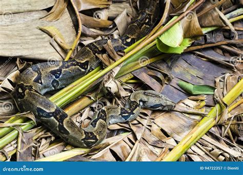 Boidae snake - Costa Rica stock image. Image of jungle - 94722357