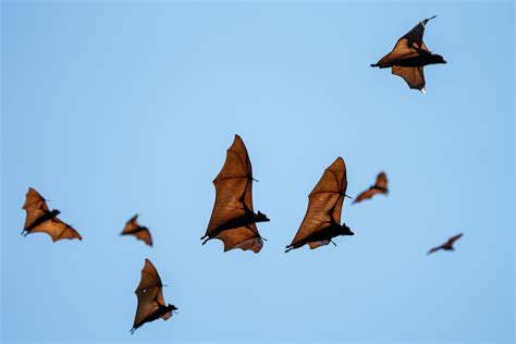 10 Facts About Bats