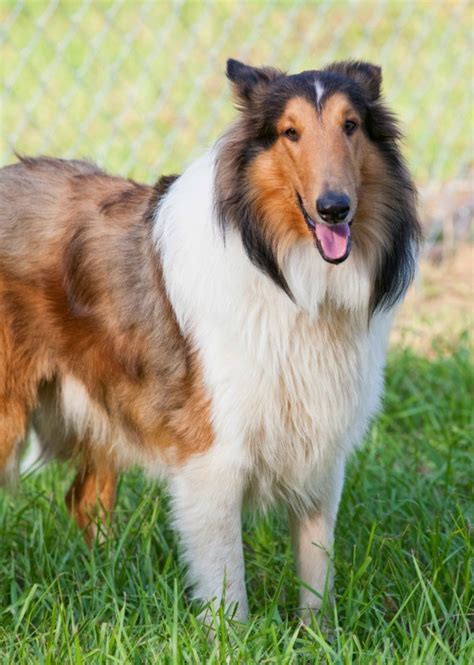 Rough Collie Breed Information and Photos | ThriftyFun