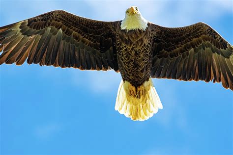 American Bald Eagle flying Photograph by Deborah Ferrin | Pixels