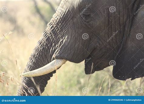 Elephant Face Profile Closeup Stock Photo - Image of close, green ...