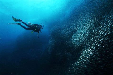 #6 Dive with large shoals in Moalboal, Cebu - Best diving in the ...