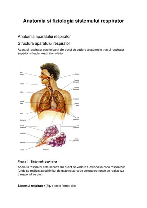 (PDF) Anatomia si fiziologia sistemului respirator Anatomia aparatului ...