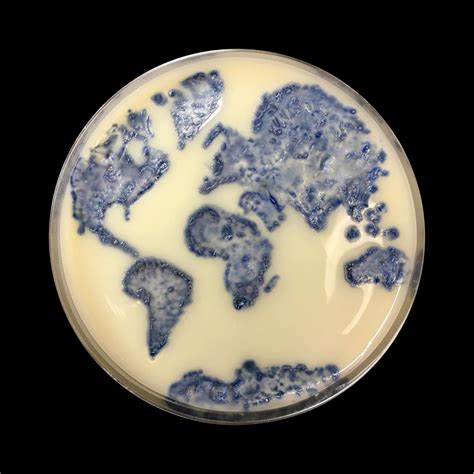 Petri Dish Art - Blogs & Forums