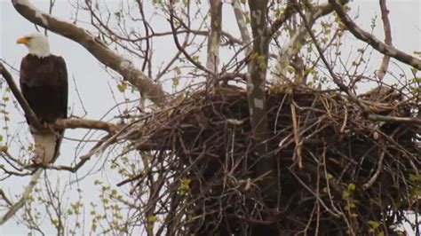 Bald Eagle and Babies in Nest - YouTube