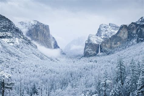 Snow-covered pines in Yosemite Valley, Yosemite National Park ...