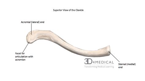 Clavicle Acromial End