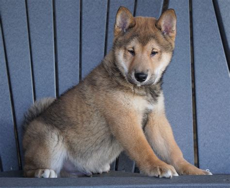 AKC Registered Shiba Inu For Sale Millersburg, OH Male - Dasher – AC ...