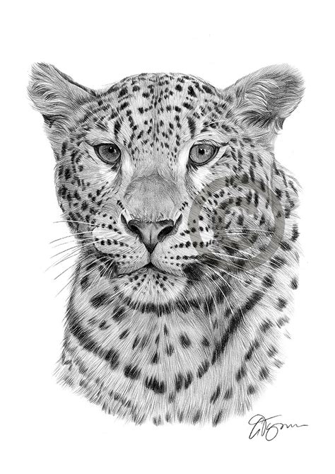 Pencil drawing of a leopard by UK artist Gary Tymon