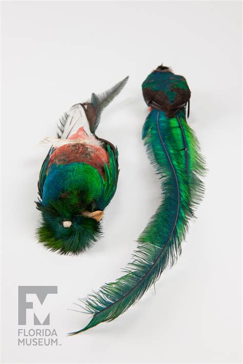 Resplendent Quetzal – Rare, Beautiful & Fascinating: 100 Years @FloridaMuseum