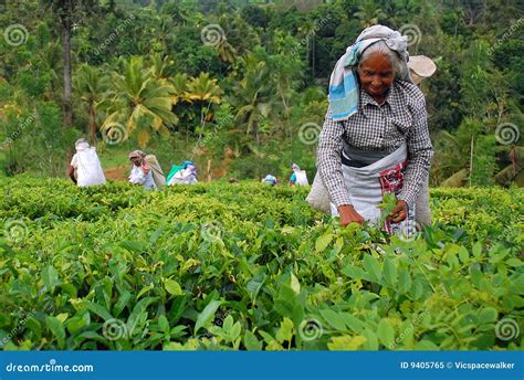 Tea Workers At The Tea Plantation In Sri Lanka Editorial Photo | CartoonDealer.com #9405765