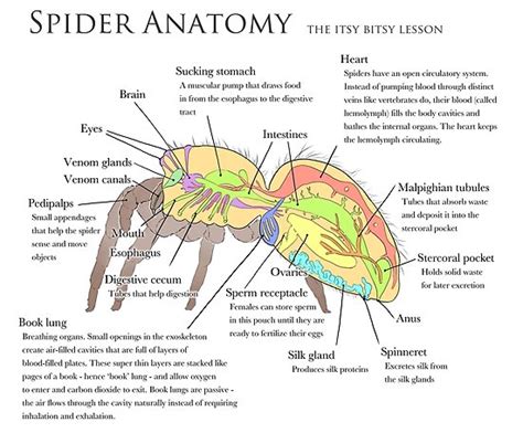 "Spider Anatomy Infographic" Poster by Alithographica | Redbubble