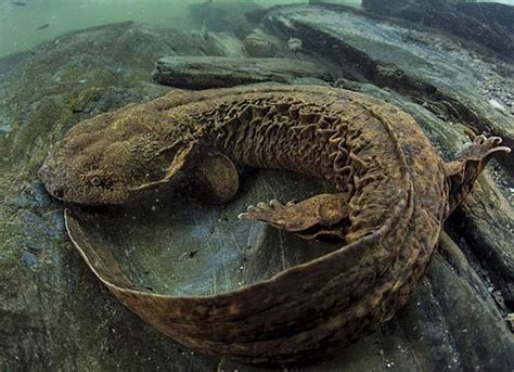 State Symbol Series: Eastern Hellbender | Brandywine Conservancy and Museum of Art