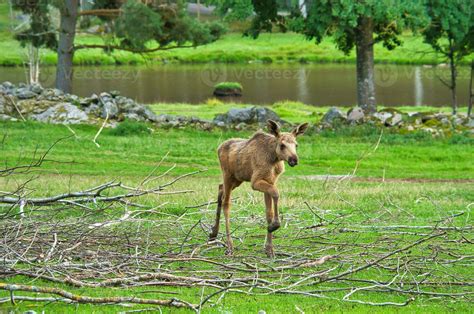 Baby Moose Stock Photos, Images and Backgrounds for Free Download