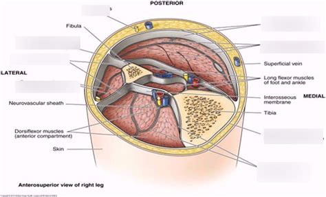 Diagram fascia Diagram | Quizlet