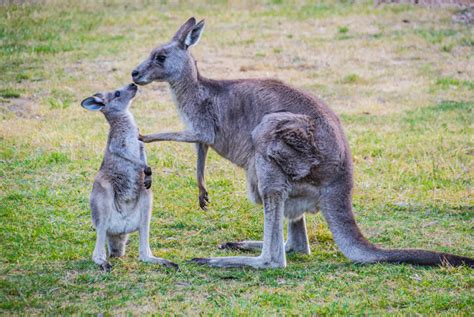 Kangaroos Are Not For Shoes - The Lesniak Institute for American Leadership