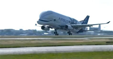 Take a look at the new Airbus Beluga XL as it flies to Britain - Somerset Live