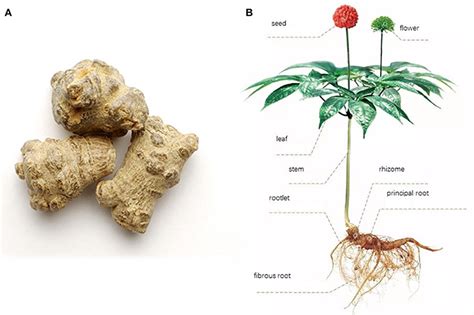 Panax Notoginseng Flower Tea Benefits - Why Drink Regularly?