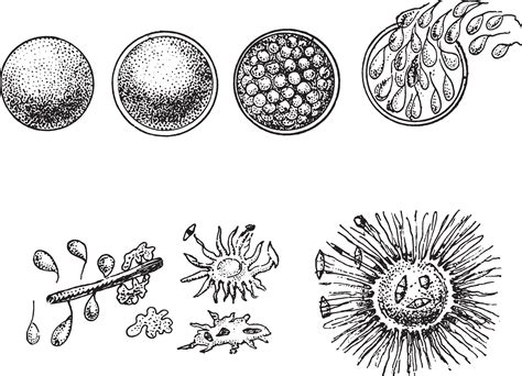 Evolution of animal Monera, the orange Monere, vintage engraving. 34510035 Vector Art at Vecteezy