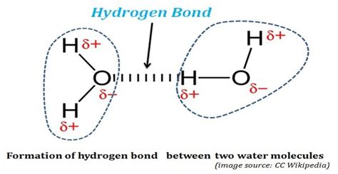 Formation of Hydrogen Bonds in Water | easybiologyclass