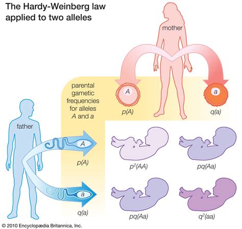 Allele | Definition, Examples, & Facts | Britannica